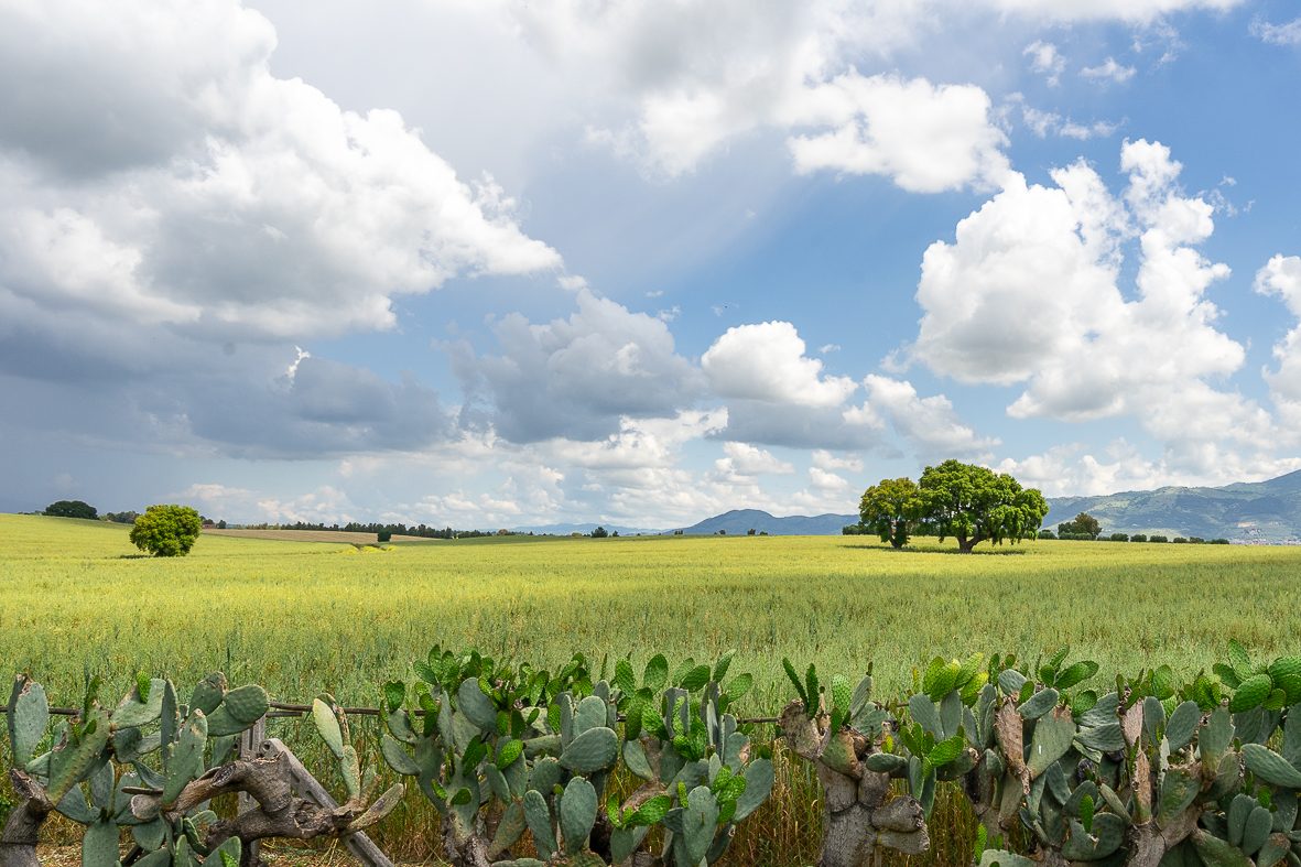 I campi intorno a Cisterna di Latina
